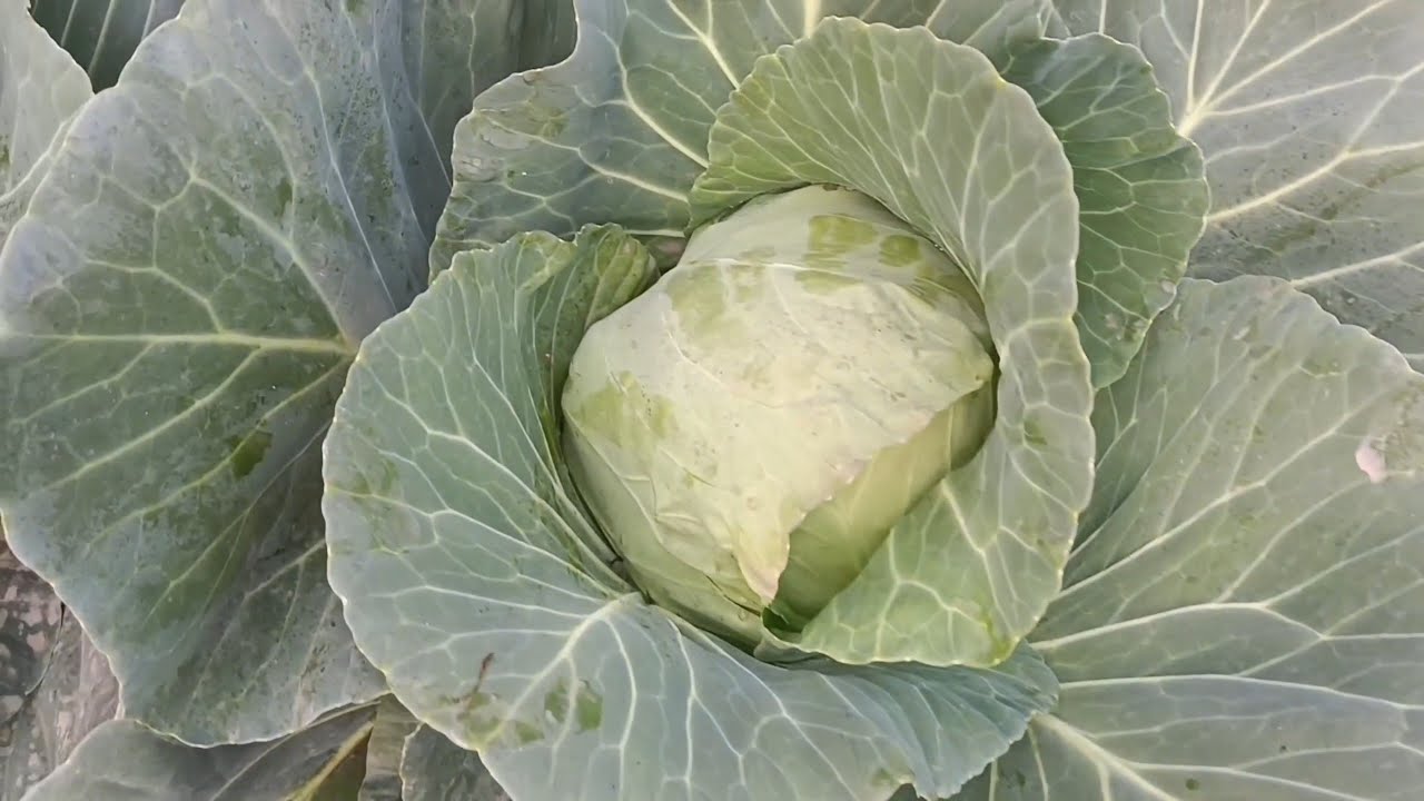 বাঁধাকপির সম্পূর্ণ পরিচর্যা #gachpagolpran #winter #gardening 
