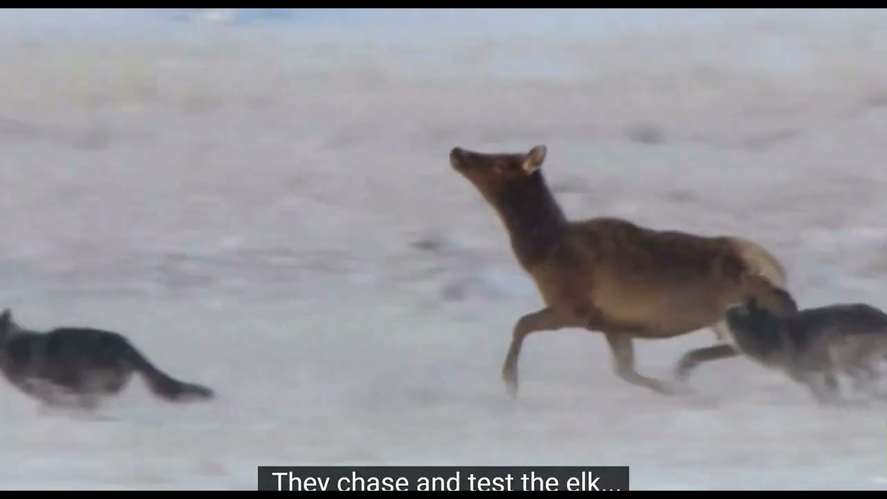 WOLF AND DEER