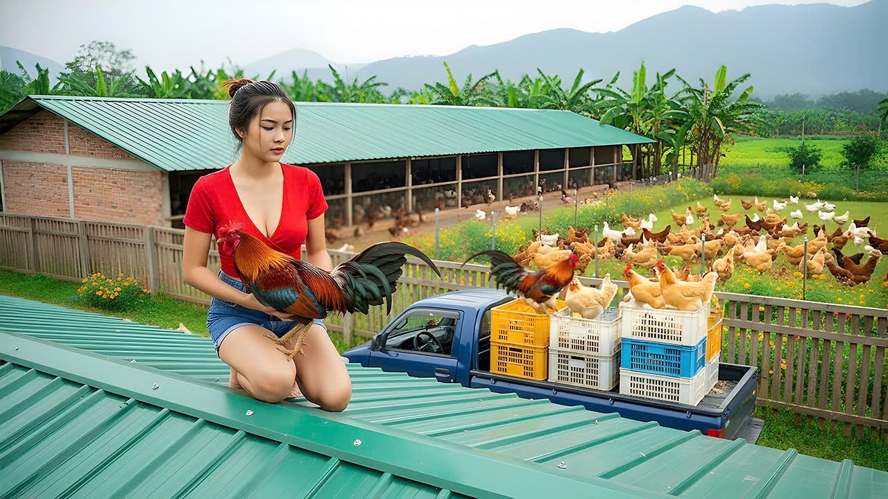 Harvesting Chickens on the Farm - Transporting to Countryside Market