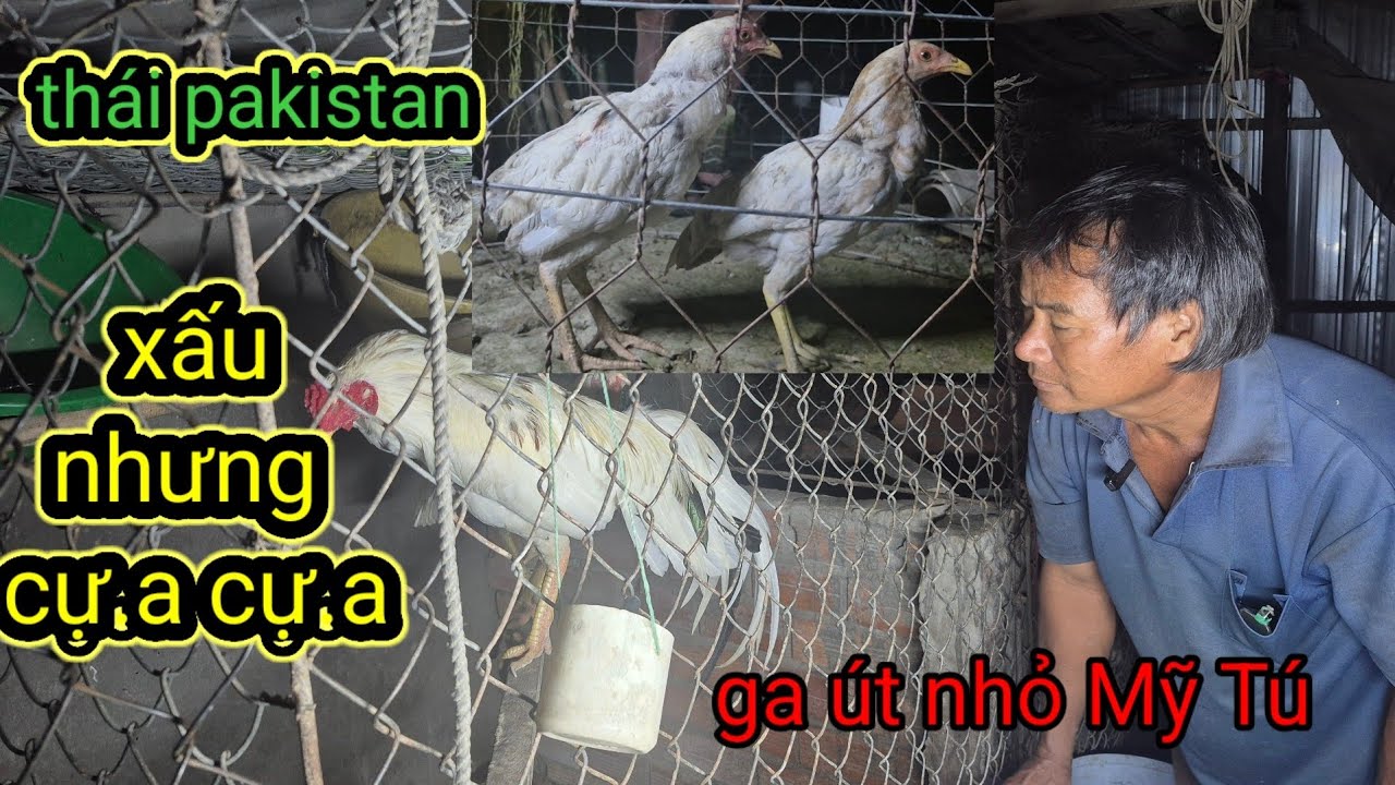 Thái - Pakistan 3 đời 