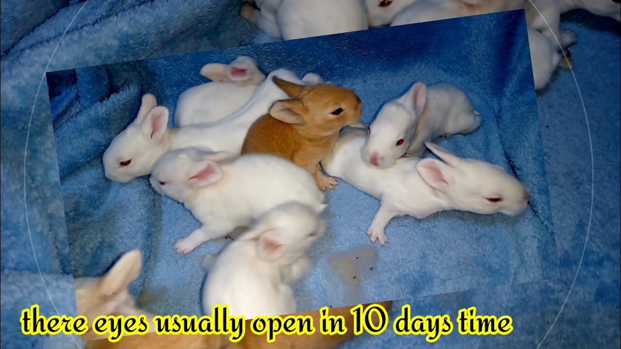 When Rabbit Kits Opened Their Eyes ||  All About Rabbits
