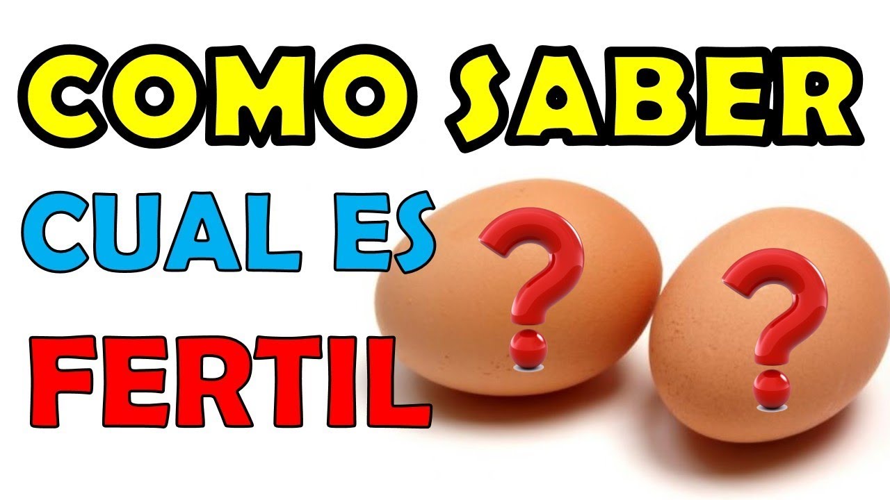 COMO SABER SI UN HUEVO ES FERTIL O NO ESTA FECUNDADO
