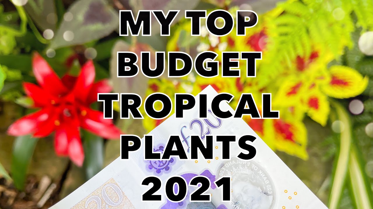 Budget Tropical Garden Plant Superheroes!