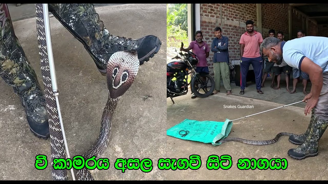 The cobra hiding near the rice room