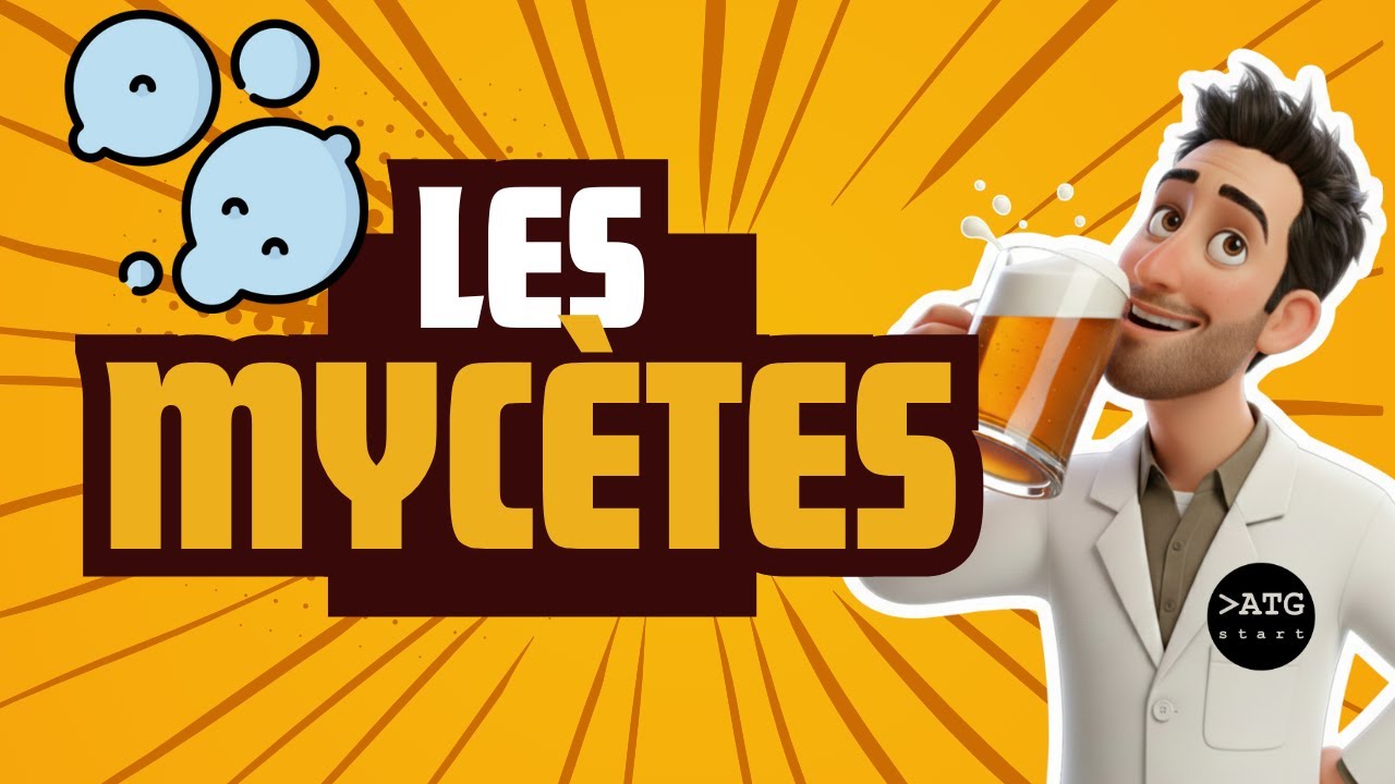 Les champignons microscopiques (mycètes)🧫