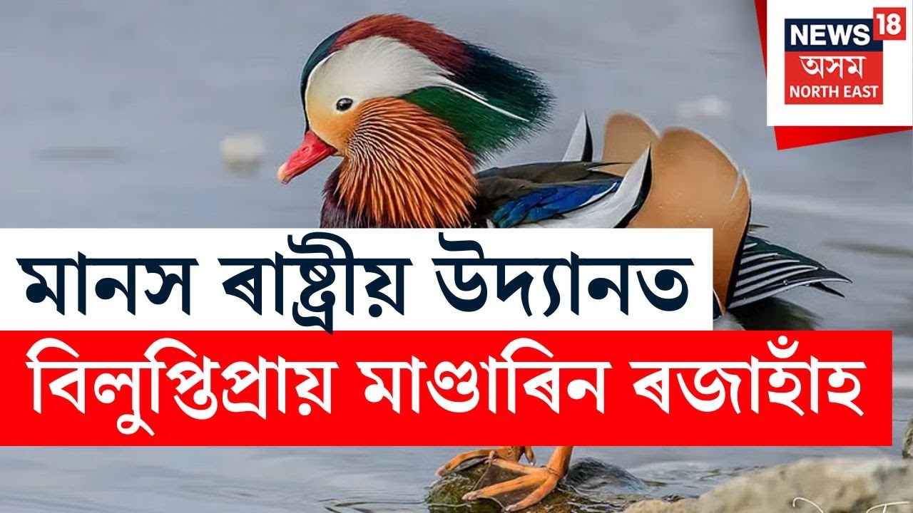 Rare Mandarin duck | মানস ৰাষ্ট্ৰীয় উদ্যানত দেখিবলৈ পোৱা গৈছে বিলুপ্তিপ্ৰায়  মাণ্ডাৰিন ৰজাহাঁ