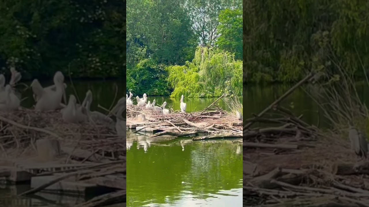 Relaxing in Avifauna #shorts #netherlands #animals #birds #avifauna #park #nature