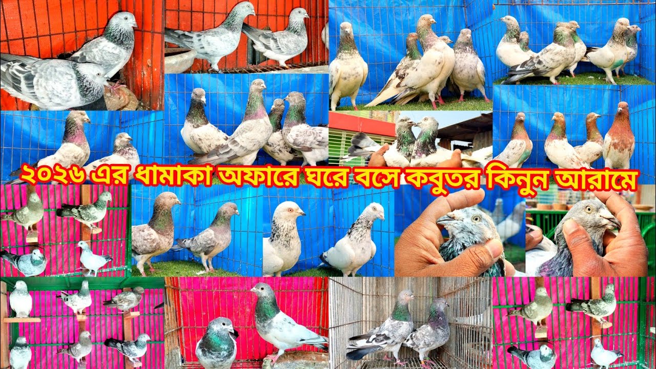 18/ 1/2026 ২০২৬ এর ধামাকা অফারে ঘরে বসে কবুতর কিনুন আরামে #pigeon #lovers #viral #video #pets