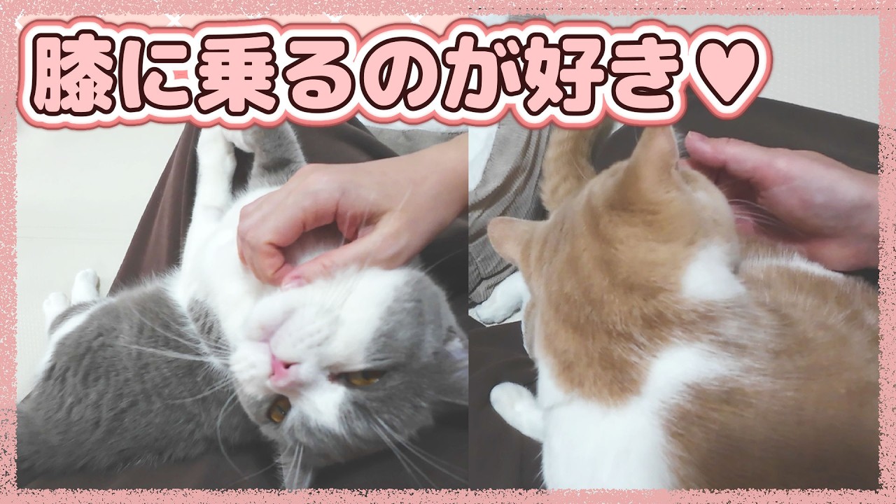 甘えん坊モードの時は膝に乗る猫たち