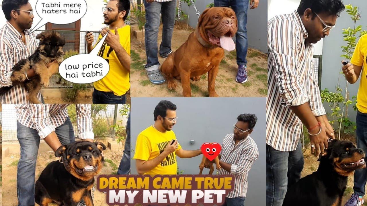 My New Pet | Salman Khan Dog | Our New Family Member ❤️|@DoggyzWorld |cheapest dog price |Dog farm|