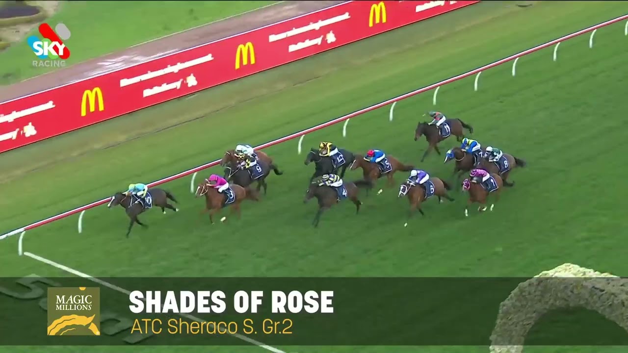 2023 Magic Millions GC National Sale - a tease of some of what's on offer on Tuesday 23 May