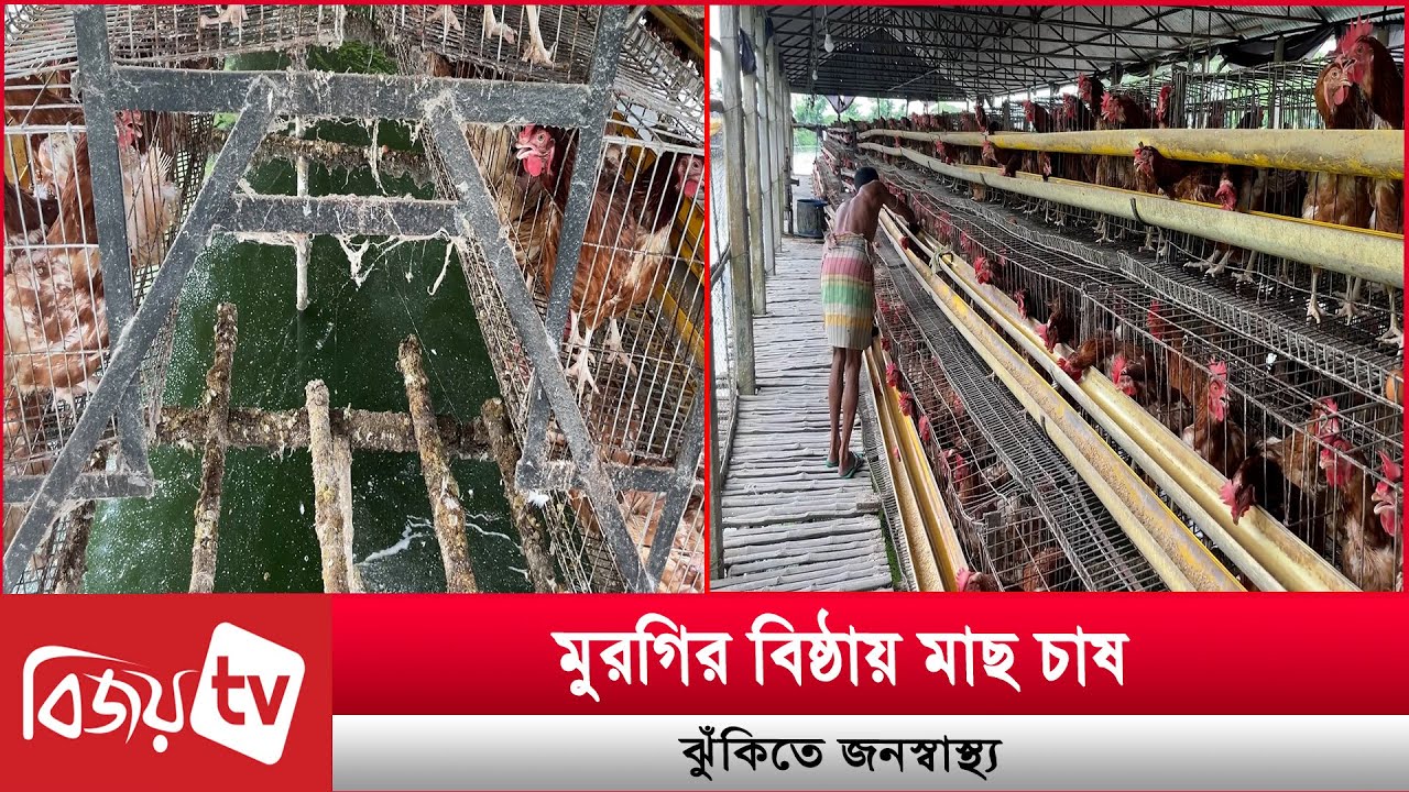 মুরগির বিষ্ঠায় মাছ চাষ, ঝুঁকিতে জনস্বাস্থ্য । Bijoy TV