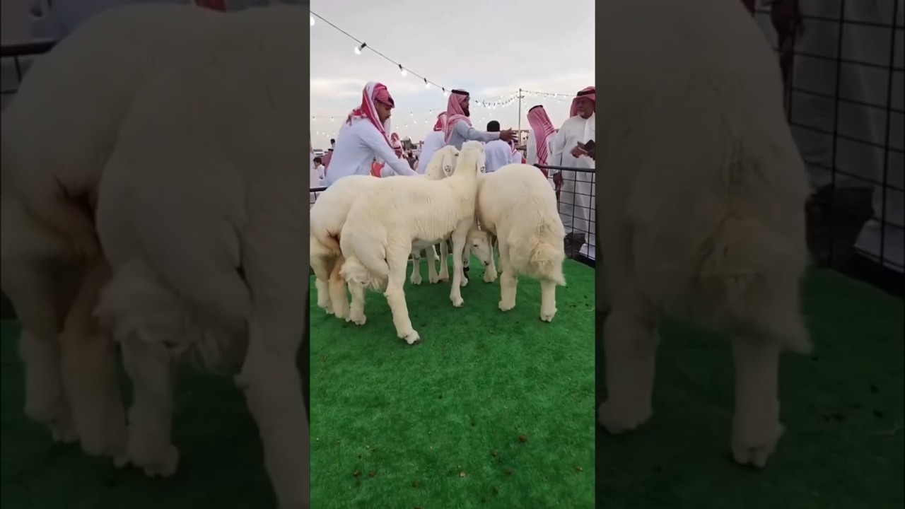 How is Eid celebrated in Dubai #shortsvideo