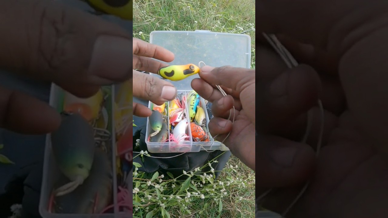 Frog 🐸 lure, catch snakehead fish, #fish #fishing #fishingvideo #entertainment #fisherman #hunting