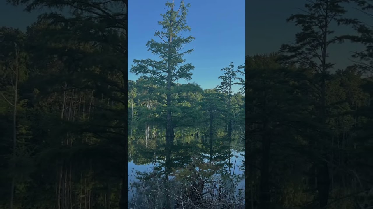 Tranquil Moments: Reflective Waters and Scenic Serenity#nature #reflection #serenity