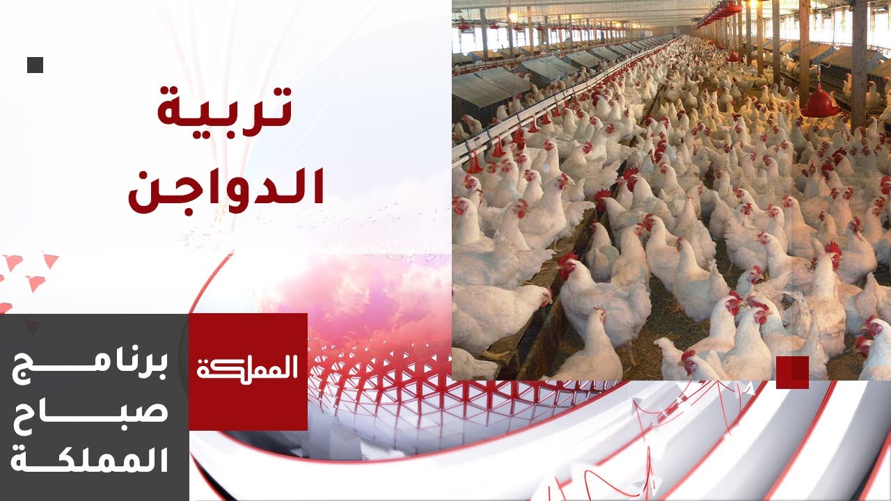 اتفاق مع وزارة الزراعة يمنع كبرى شركات الدواجن من بيع منتجاتها لمحال بيع الدجاج الحي