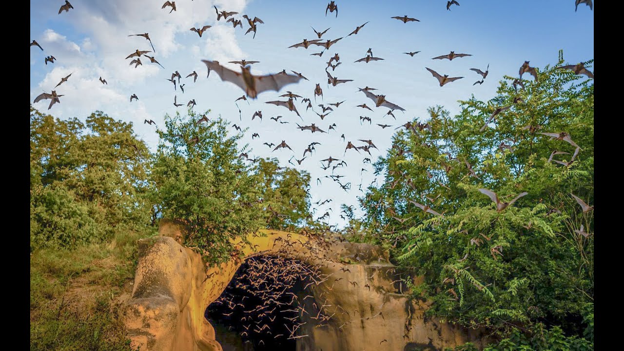 The BRP's Man- Made Bat Cave, The Chiroptorium