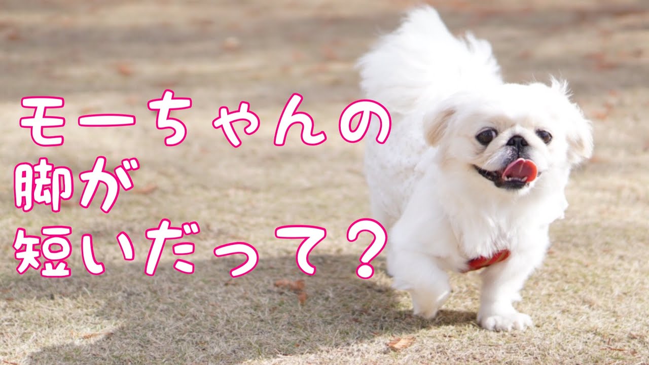 念願の「小谷流の里ドギーズアイランド」に行ってきました。