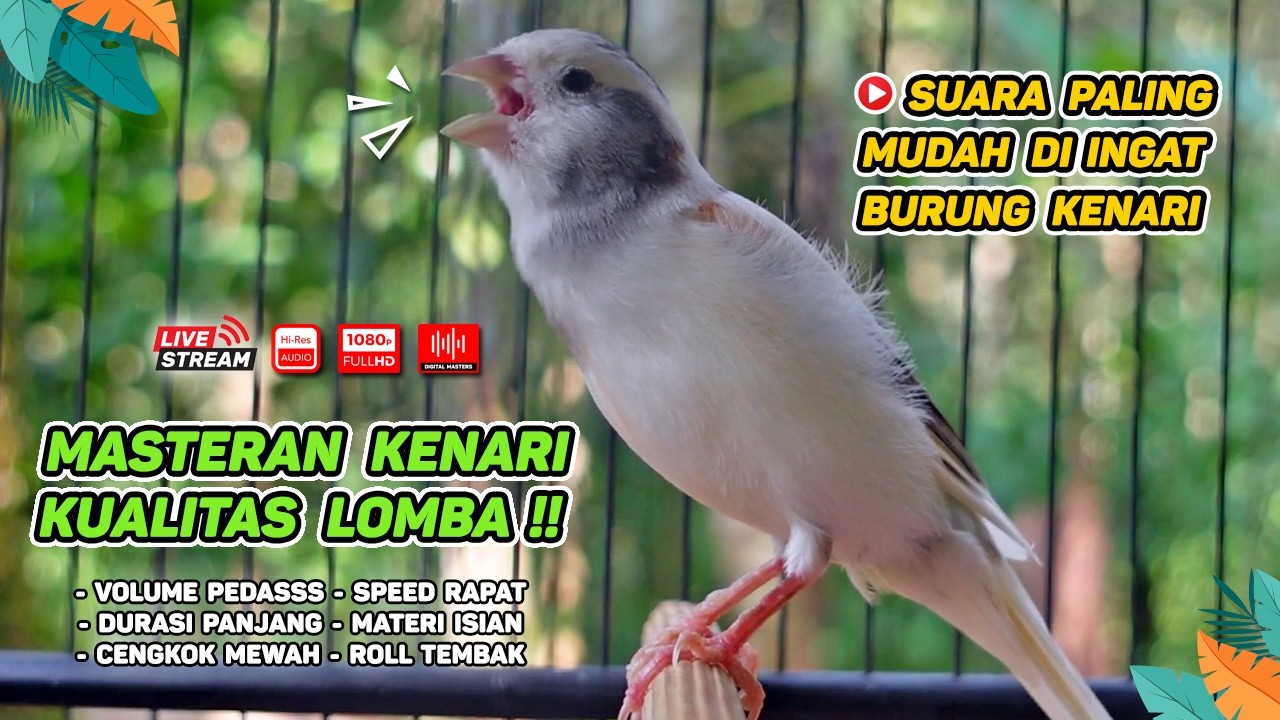 Kenari GACOR NGEREK‼️ Masteran Kenari PAUD dan Pancingan Kenari MACET BUNYI dan Betina NGIWIR - 222