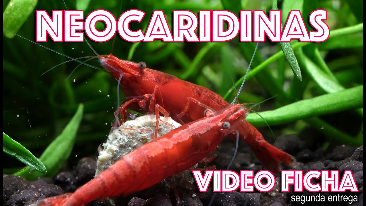 Neocaridinas 🦐 Todo lo que necesitas saber para que tú Gambario sea un éxito! 👍 SEGUNDA ENTREGA