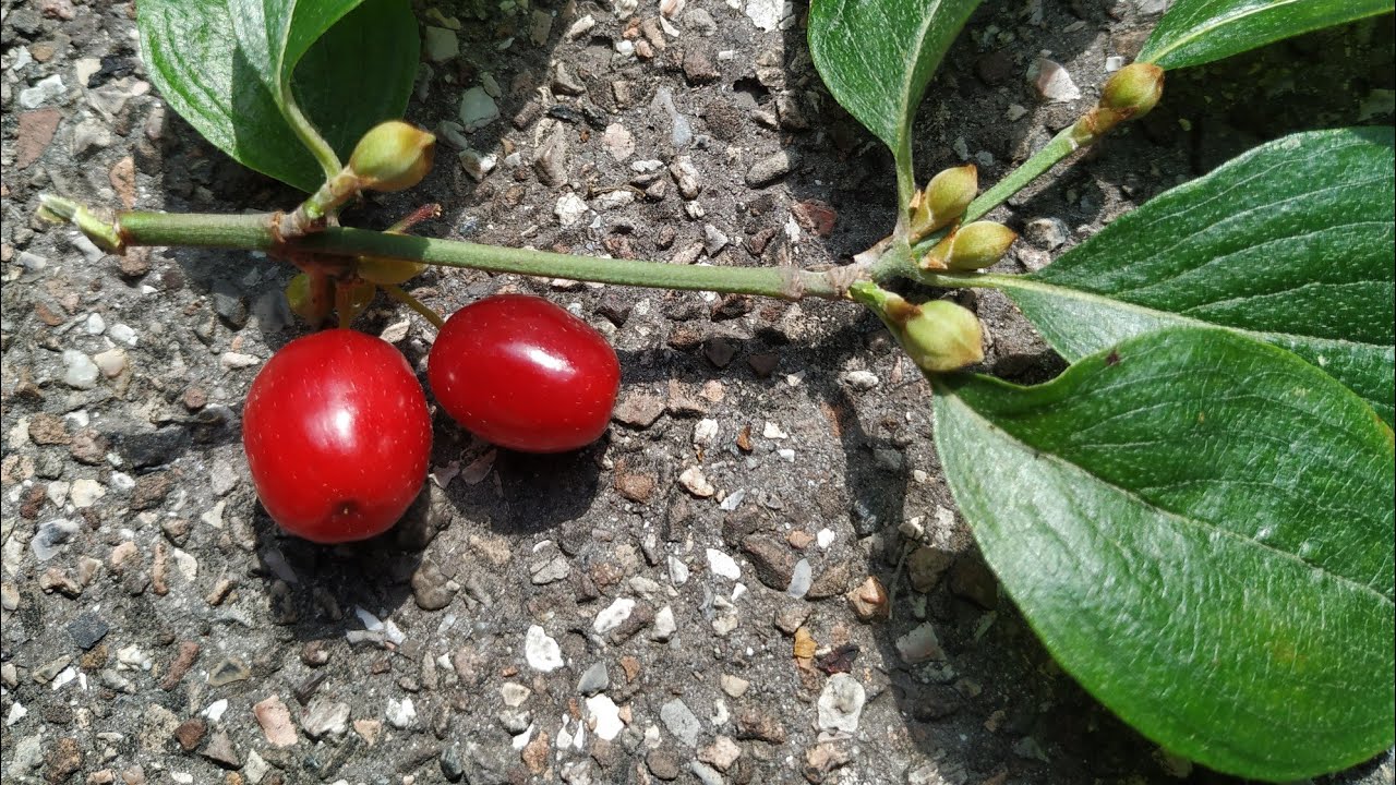 Cornel cherry ( Cornus mas )
