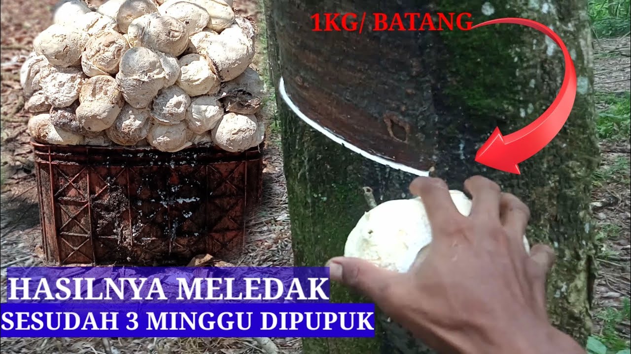Hasil setelah di pupuk!! Pupuk karet
