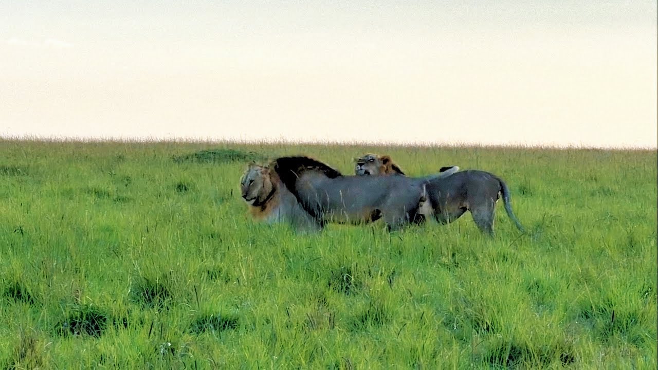 Rongai Rocker Male Lions in Survey Pride area | Kaskaz Male better be careful | Today