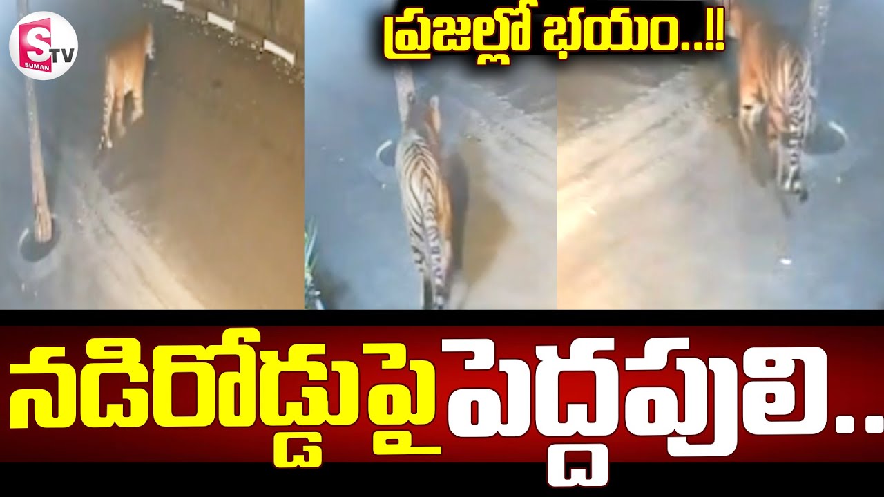 Tiger Spotted at Diwancheruvu | Tiger Alert in Rajahmundry ||  నడిరోడ్డుపై పెద్దపులి. || SumanTV Sai