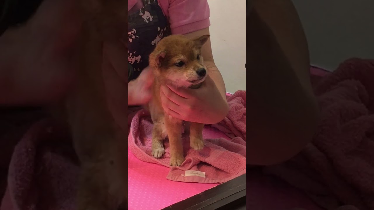 初めてのトリミング
