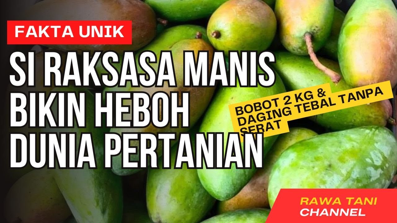 MANGGA KIOJAY I Si Raksasa Manis Yang Bikin Heboh Dunia Pertanian