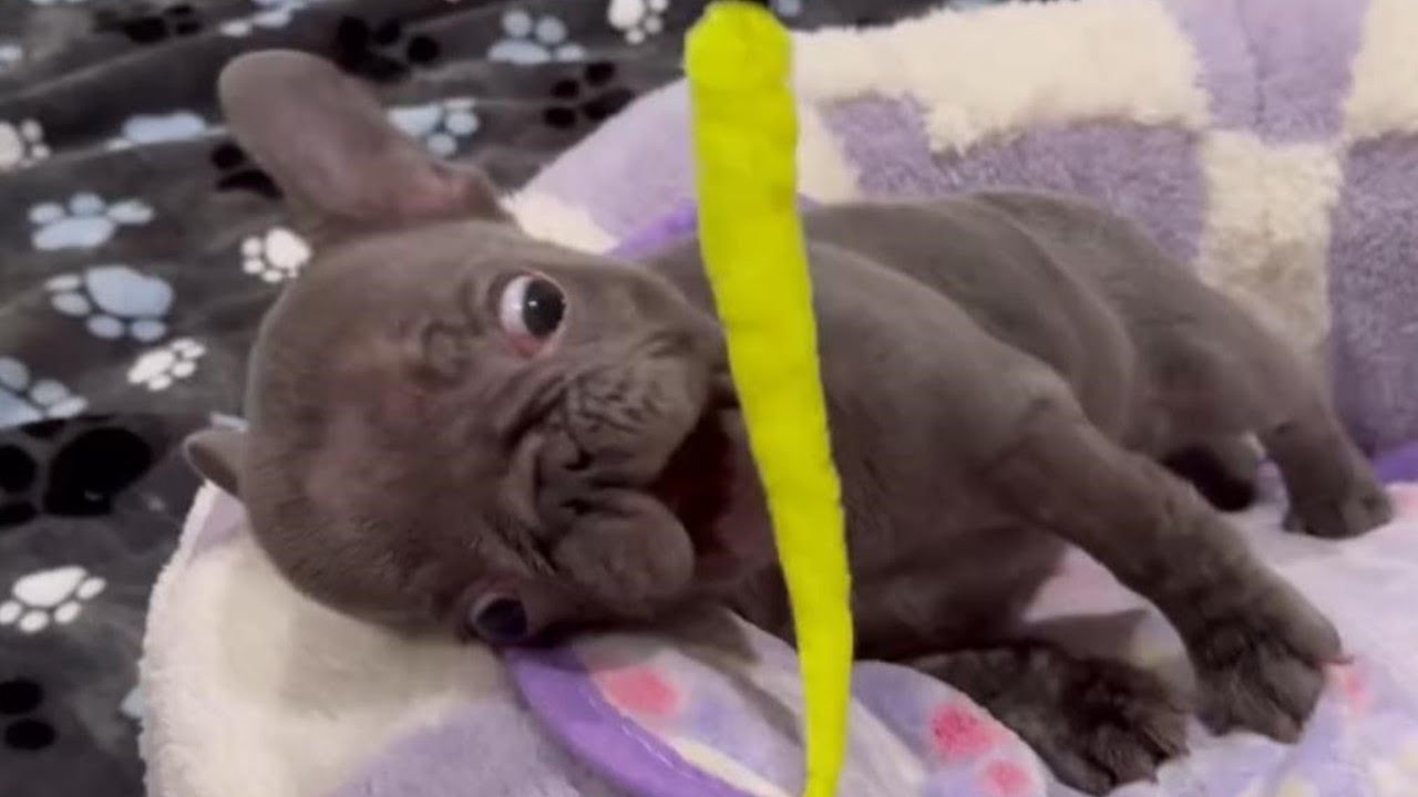 Tiny Puppy with Wobbly Brain Won't Let Anything Stop Her from Finding Happiness! 💖✨ - Ena