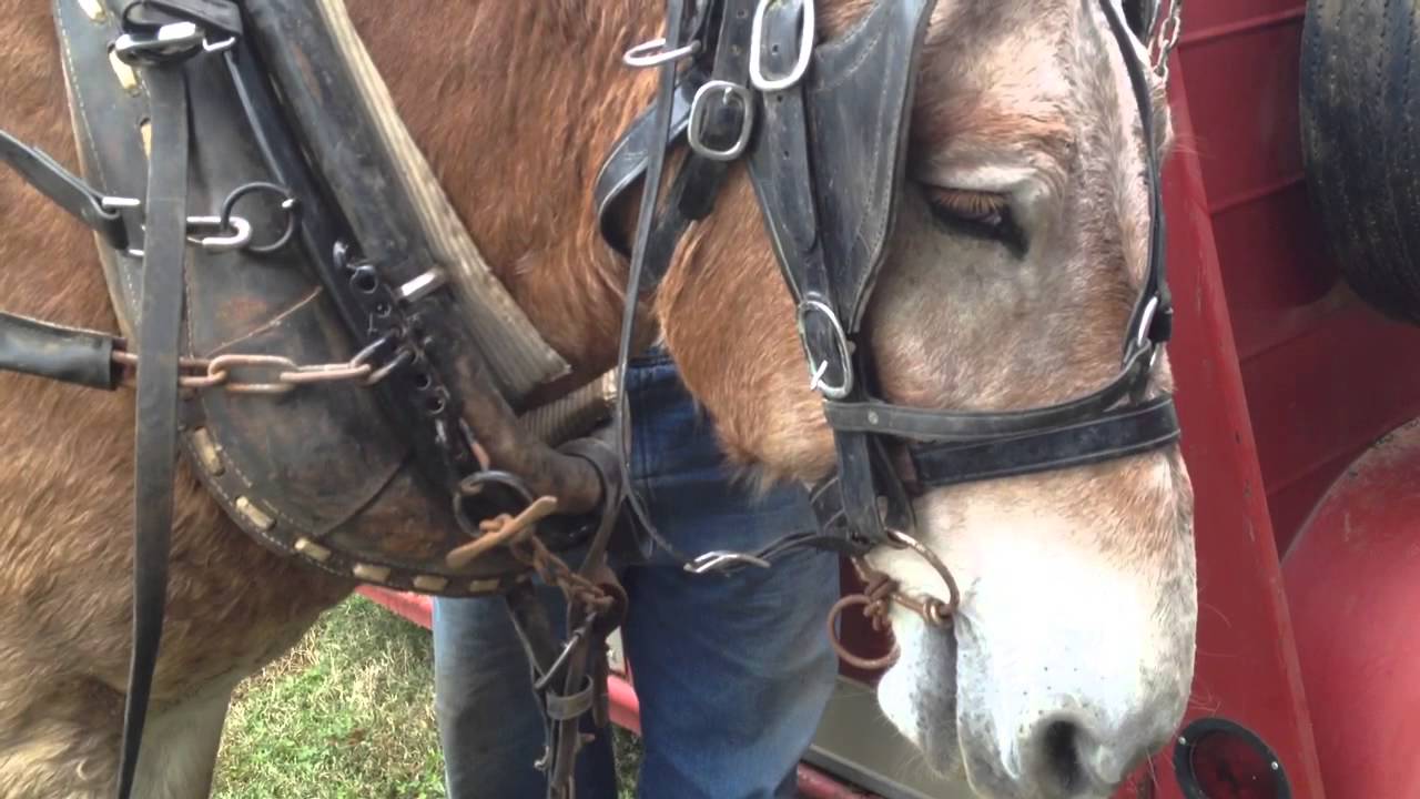 How to Harness a Pair of Mules
