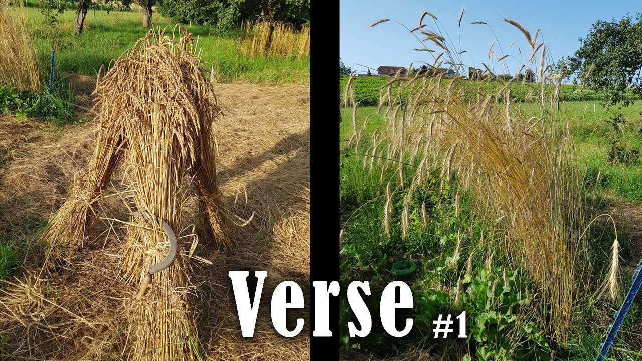 Céréales anciennes et verse... Episode 1