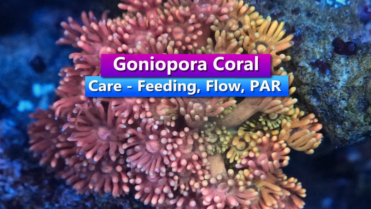 Goniopora Care - Feeding, Flow, par, nutrients, trace elements for goni's