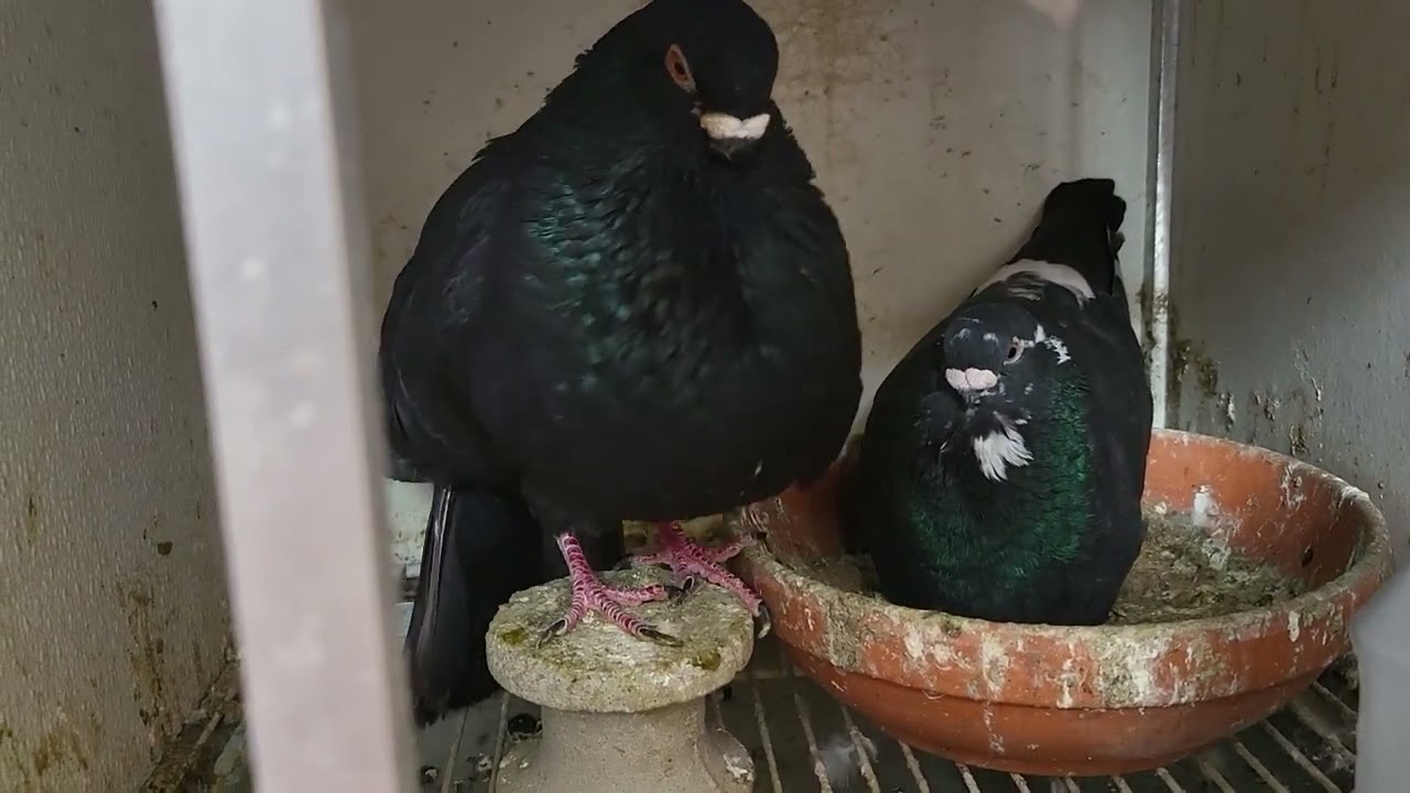 Los Pichones nuevos, Buchones Cubanos, Valencianos, Jiennenses, Rafeños(Jordan, Miami, 2023)