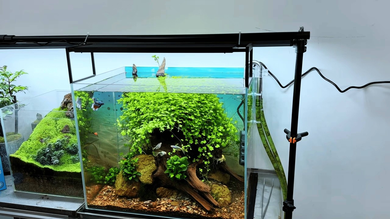 A Practical Home Ecosystem Tank (Low Maintenance, No CO₂)