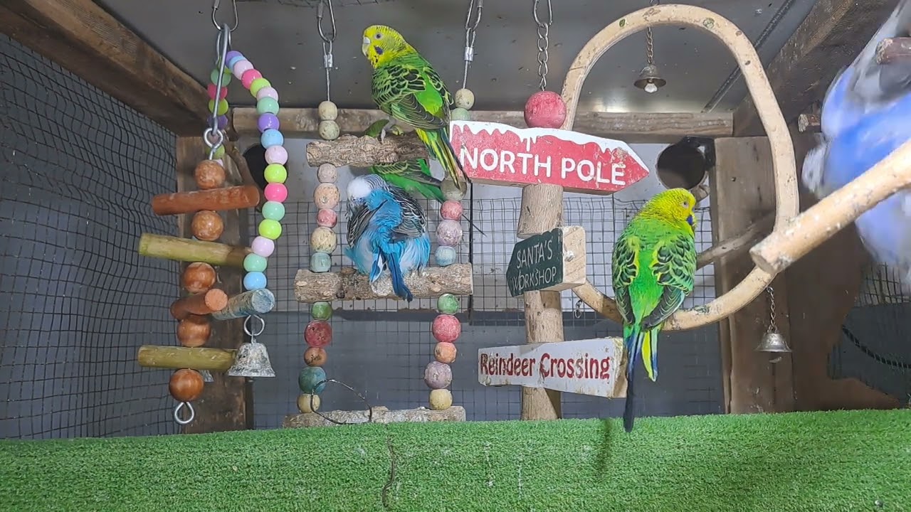 “Talkative parrot vibes 💬🦜 #FunnyPets #Trend”