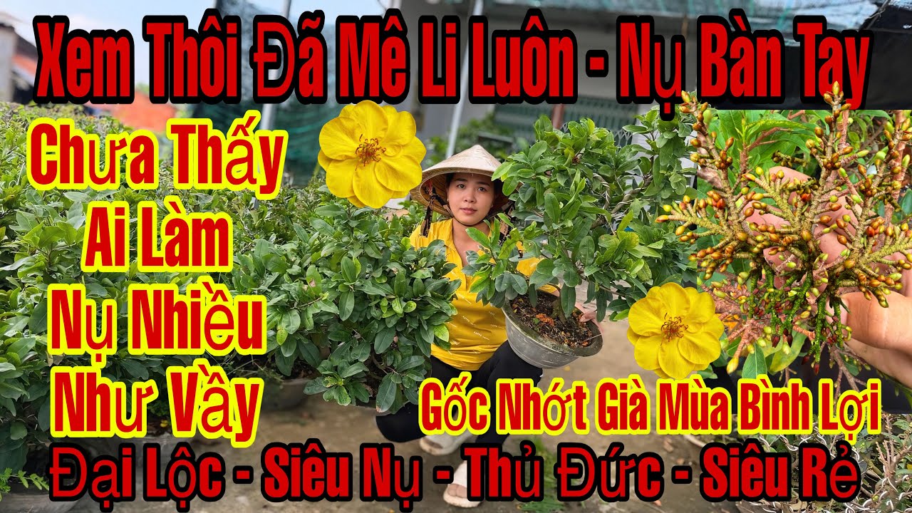 24/1☎️0373398572☎️🌲Mai Vàng Chơi Tết Giá Rẻ🌲Siêu Bông Bình Lợi-siêu Nụ-Thủ Đức-Nụ Khủng Khiếp...🌲