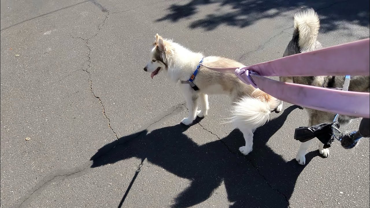 The American Spirit Is Alive - But Debt Is Crushing It - Today’s Husky Ride