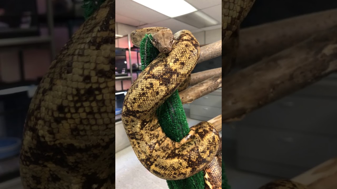 Toronto Zoo Keeper Talk Behind-The-Scenes With Our Outreach Reptiles on Facebook LIVE