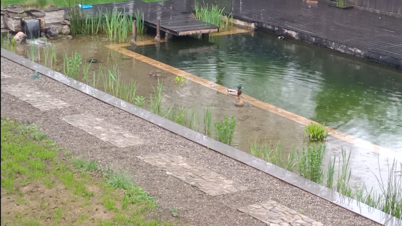 Rațe sălbatice pe piscina mea naturală