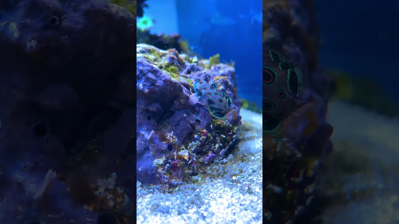 BEAUTIFUL❤️ mandarin “goby” 