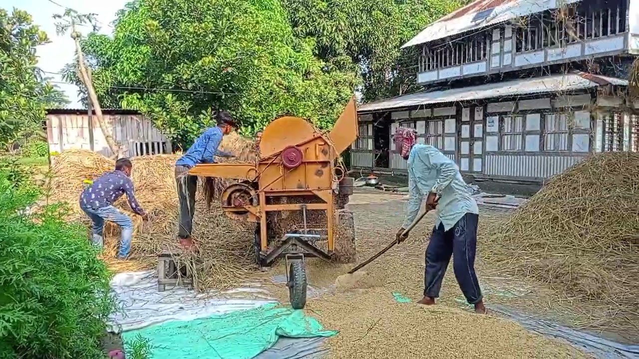 ধান মাড়াই #villagevlog #villagelife #foryou #bangladesh