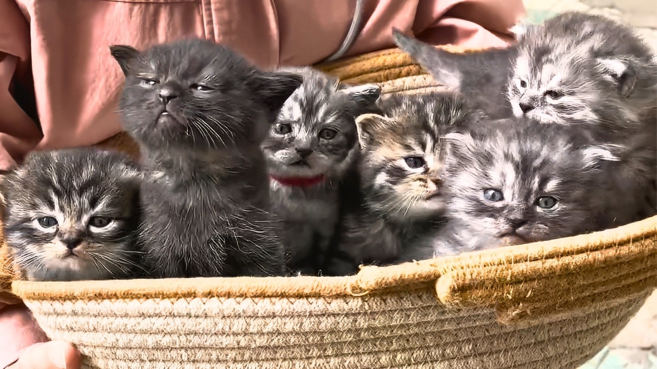 Инвалидная бездомная кошка рожает, но не может ухаживать за котятами, пока не происходит это