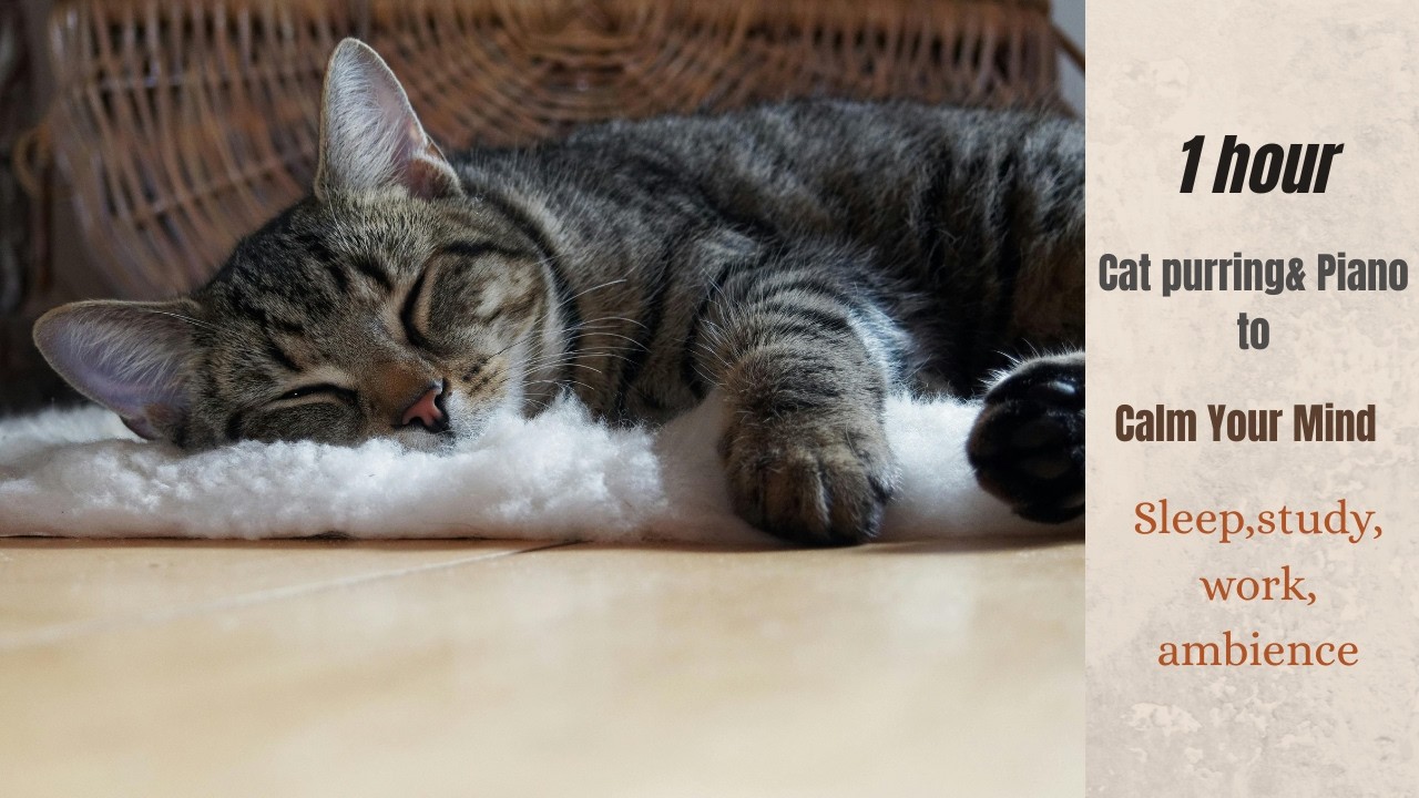 Healing Cat Purring (With Soft Piano) 🐾 | Relaxing Sleep ,Focus Work/Study & Anxiety Relief Ambience
