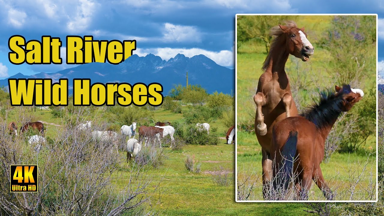 Лошади Salt River Wild Mustang Horses рядом с Финиксом, штат Аризона