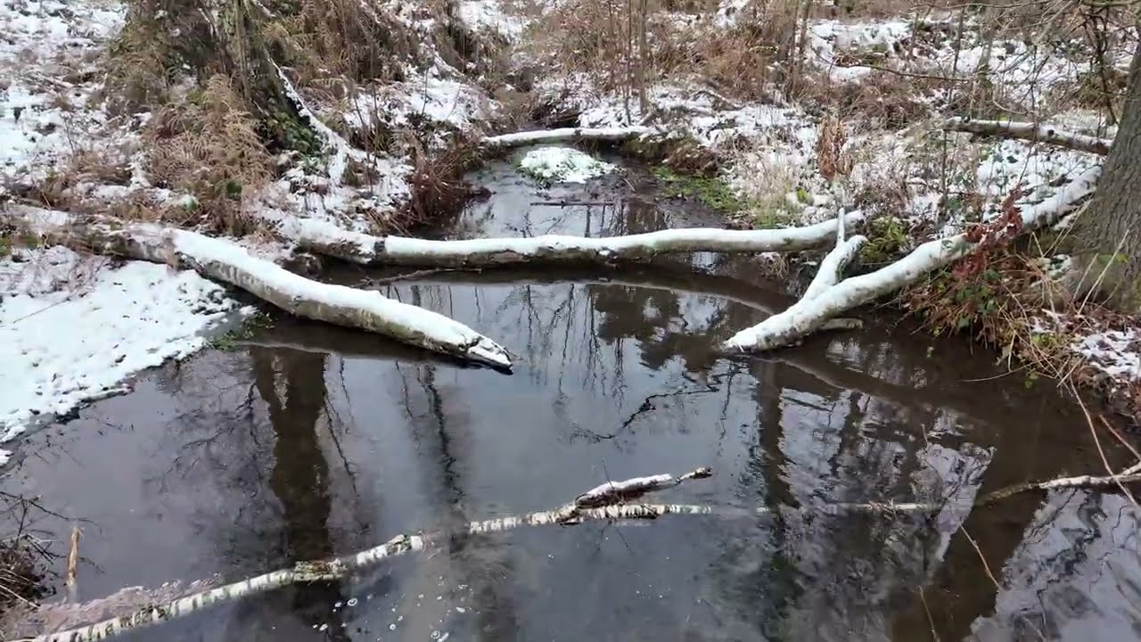 Winter walk in the snow
