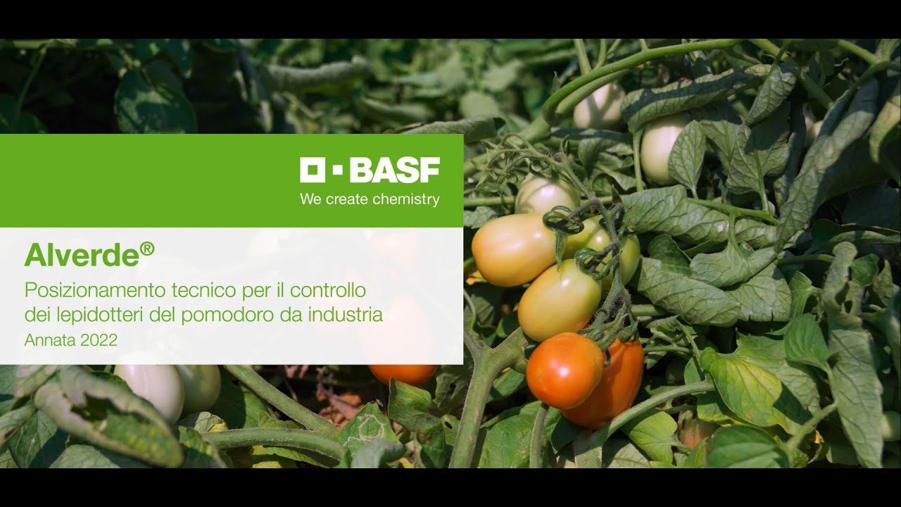 Controllo dei lepidotteri del pomodoro da industria