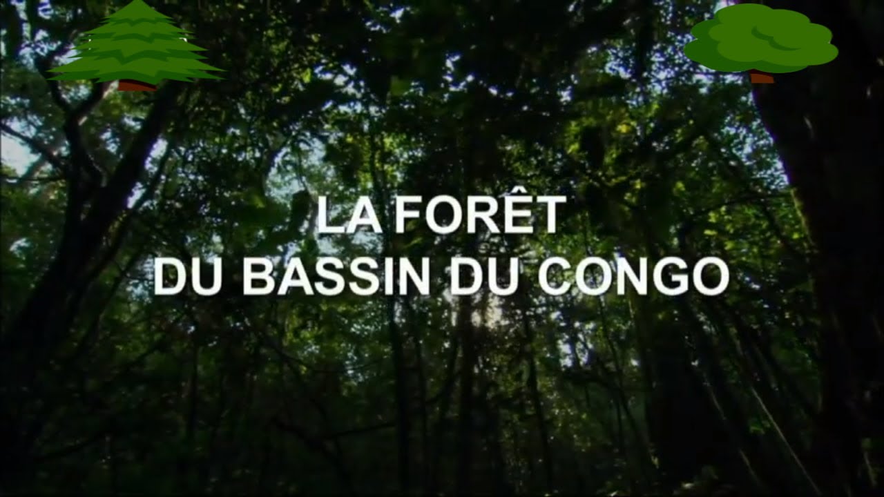 Documentaire animalier 🌳 LA FORÊT DU BASSIN DU CONGO