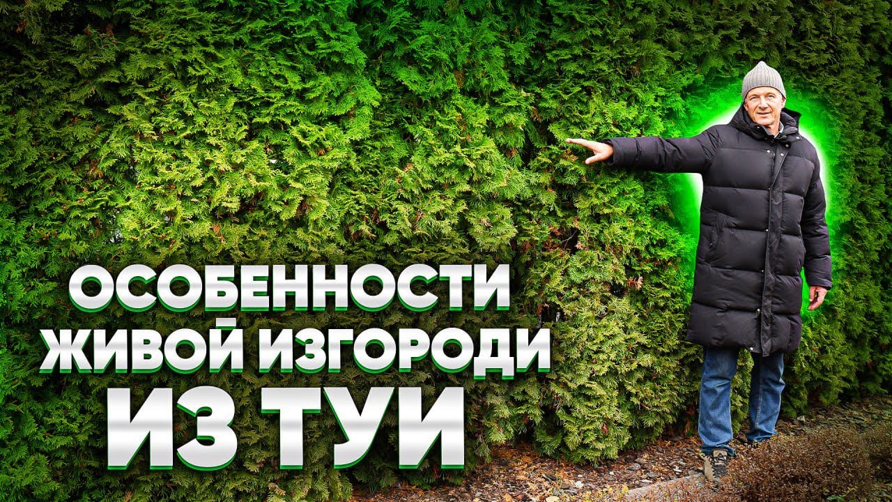 ЖИВАЯ ИЗГОРОДЬ ИЗ ТУИ.  Достоинства и недостатки живой изгороди из туи.